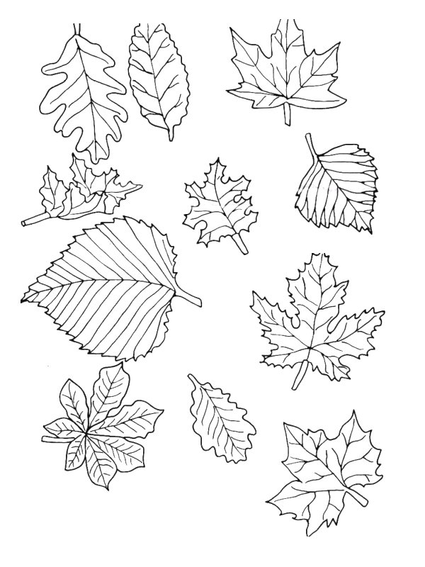 Plansa de colorat cu Frunze 32 26